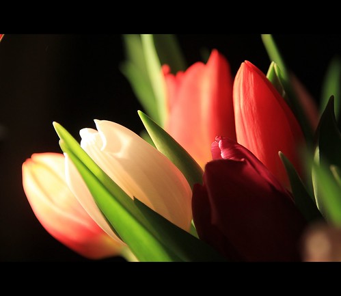 luminous tulips by berber hoving