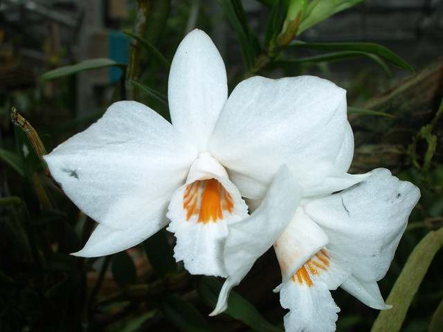 Dendrobium wattii 2006-11-17 01