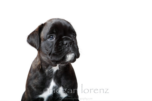 Boxer Puppy by Megan Lorenz