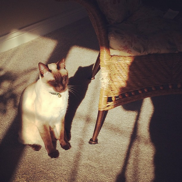 21/365+1 Soaking in The Morning Sun #cat #siamese