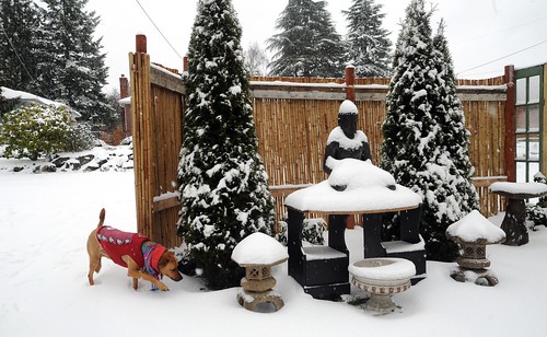 Rosie checks out the snow, Buddha on shrine, Japanese stone lanterns, trees, bamboo fence with garden window inserts, Seattle, Washington, USA by Wonderlane