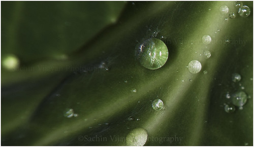 Dew drops by sachinvijayan