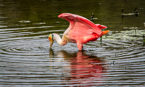Roseate Spoonbill plummage-3888 by Against The Wind Images