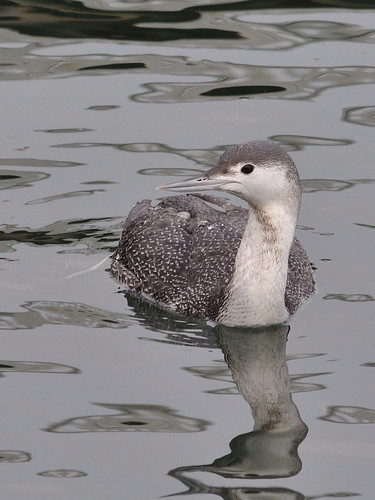 Red-Throated Loon by theskepticaloptimist