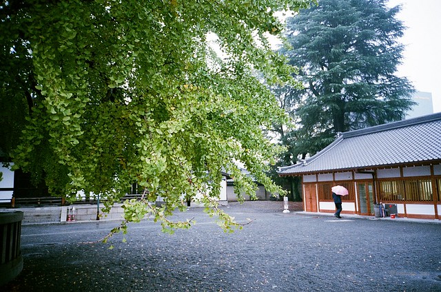 西本願寺銀杏