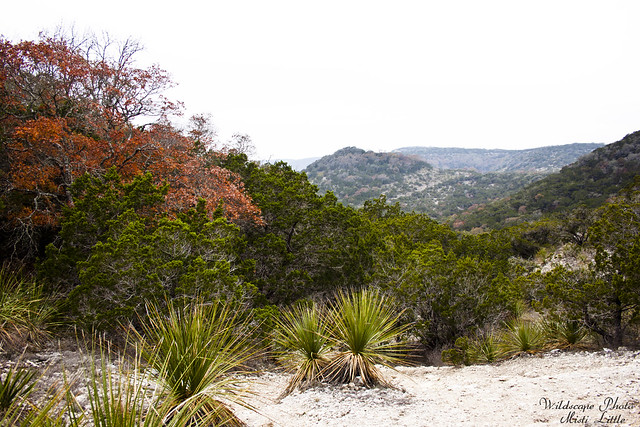 hill country state natural area_12 10 11_0208