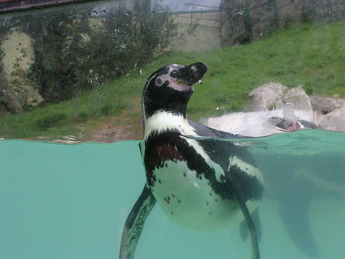 Penguin Colwyn Zoo by Teresa Smalley