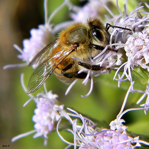Honey Bee Retirement Plan