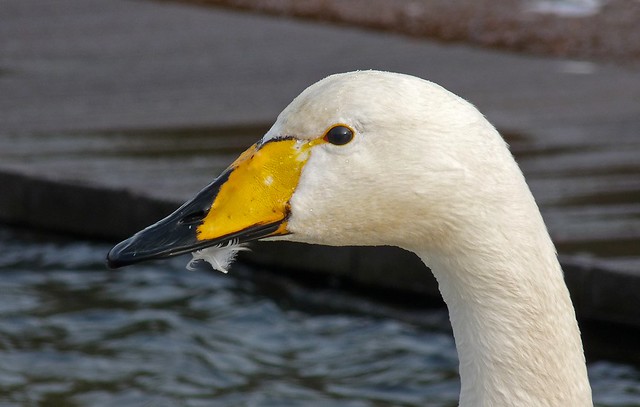 25438 - Whooper Swan, Cosmeston