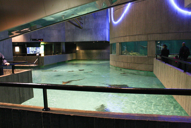 aquariam 029