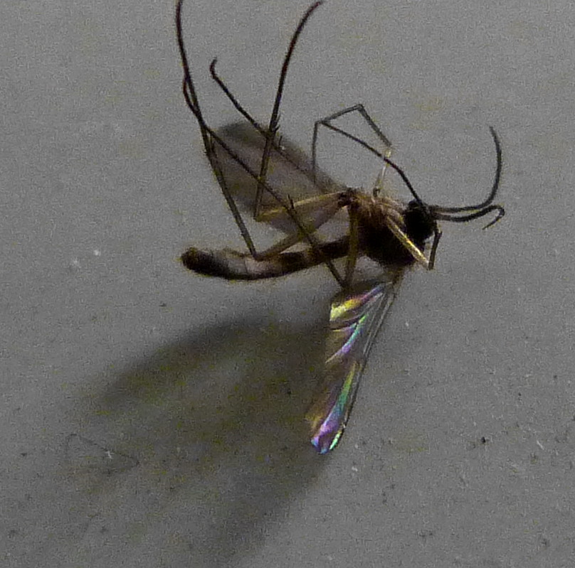 07-01-2012-rainbow-mosquito