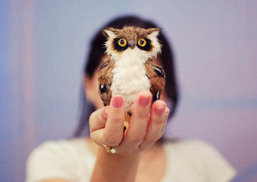 little owl ♥