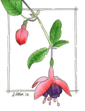 Fuchsia, ink and watercolor