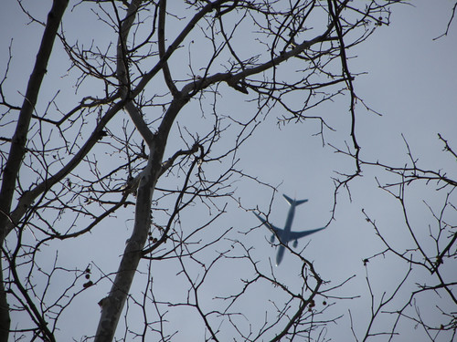 tree and plane