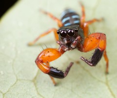 Arachnids (Madagascar)