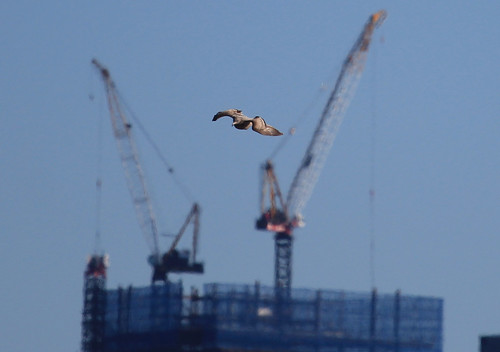 Gull flying in front of the cranes of the 
Freedom Tower