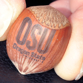 OSU Beavers logo on a hazelnut. New technology can laser-imprint tracking data on individual food items as small as a grain of rice at the center’s Radio Frequency Identification Lab.