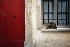 cats of provence