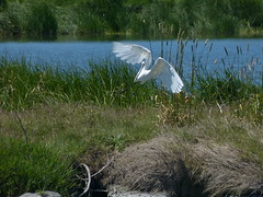 Eastern Great Egret flying sequence