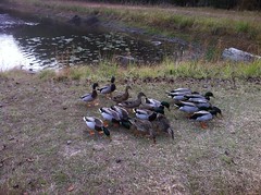  Ducks at Erics Pond 