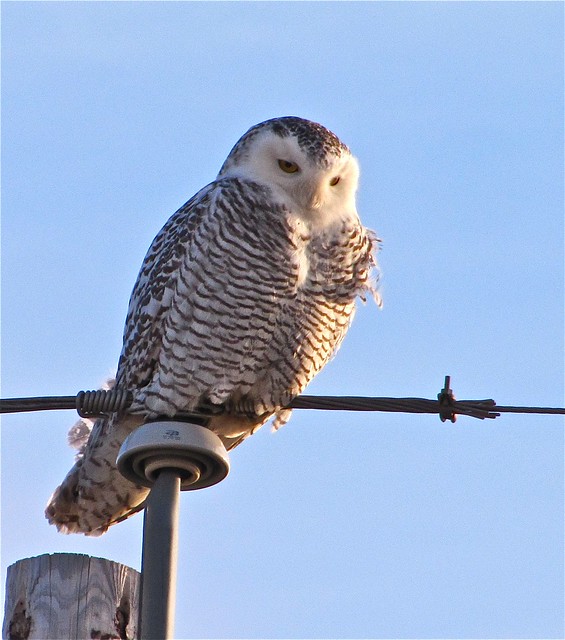 Snowy Owl in McLean County 36