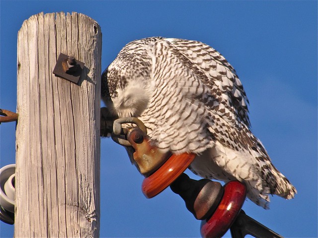 Snowy Owl in McLean County, IL 55