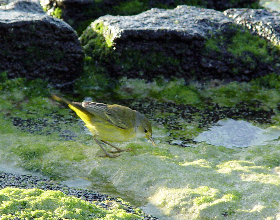DSC00816 yellow warbler cropped