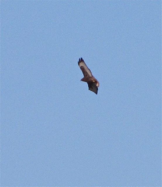 Western Red-tailed Hawk near Lake Bloomington, IL 01