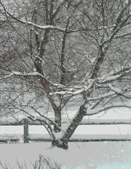 Tree and Fence in Snowstorm (Posterized Photograph) by randubnick