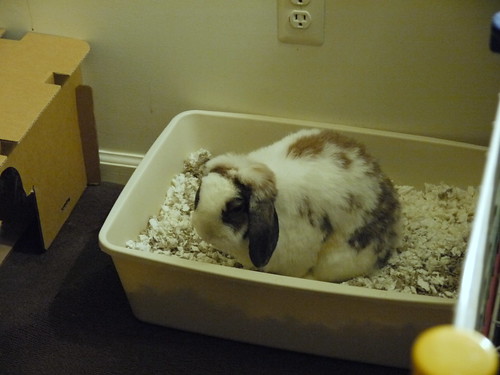 betsy in the litter box