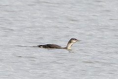 RED-THROATED LOON