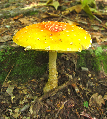 crazy bright mushroom