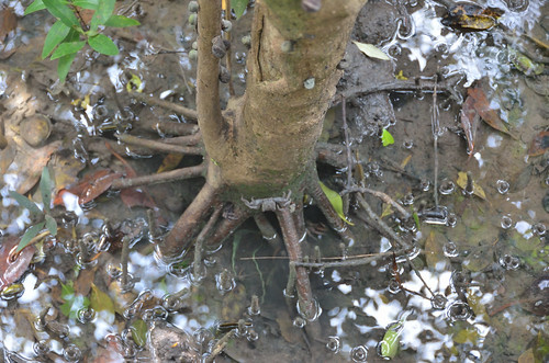 Tree in mangrove
