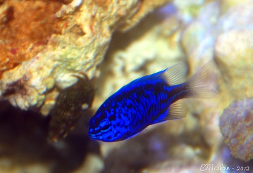 Sapphire Damsel Fish