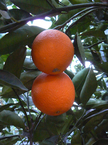 Yummy oranges ready for picking