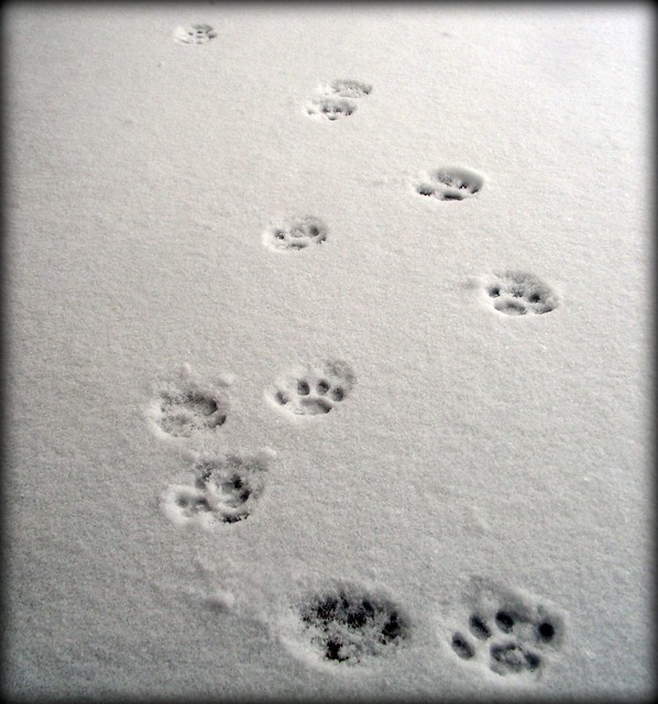 PAW PRINTS IN THE SNOW Flickr Photo Sharing!