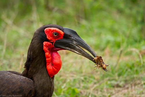 Southern Ground-Hornbill with Scorpion