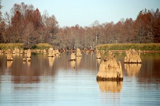 Low Falls Lake Stumps