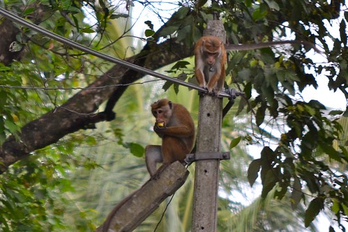 Monkeys on the way to Kandalama