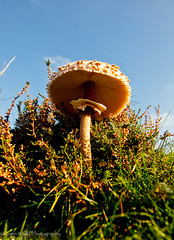 Giant Mushroom Fun!