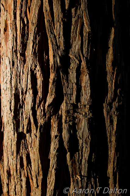 The Texture of Bark