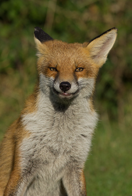 red fox 8