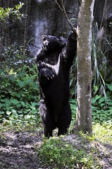 一身黑烏烏、胸前有V字形斑紋的台 灣黑熊是亞洲黑熊的台灣亞種，也是台灣陸地上最大型的食肉目動物。（ 薛繼光 攝）