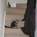 Cat and hare on stairs