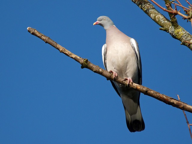 25461 - Wood Pigeon, Slimbridge