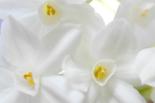 Narcissus papyraceus.