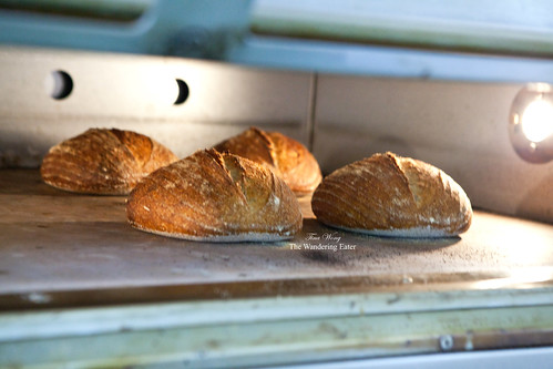 Baking boules of sourdough bread in the oven