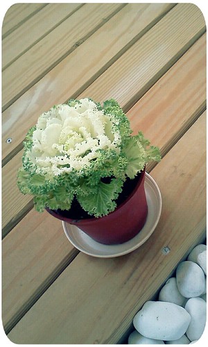 葉牡丹 ::: ornamental cabbage by 南南風_e l a i n e