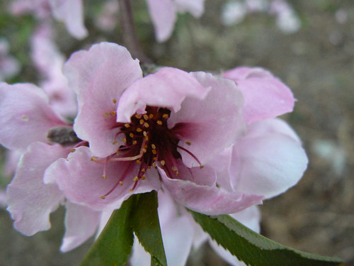 Peach blossom up close