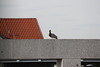 Ente auf dem Dach